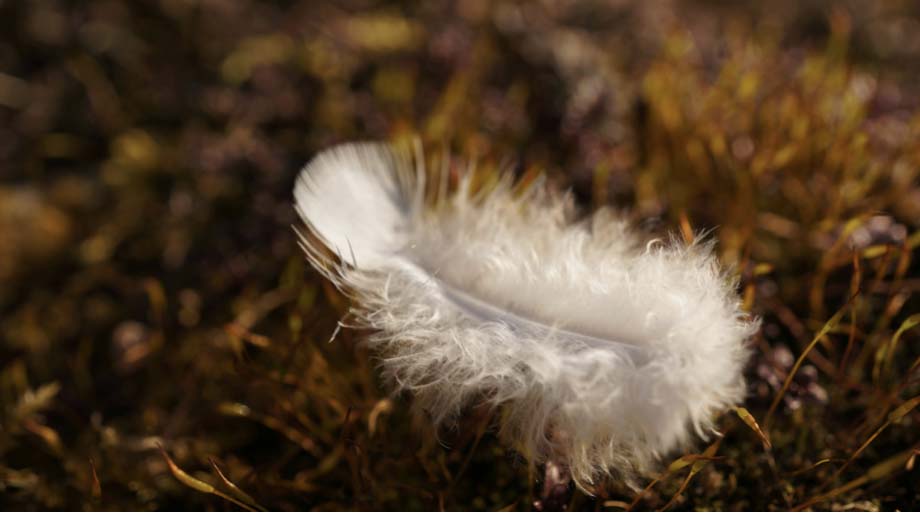 The Dream was Planted in You for a Reason